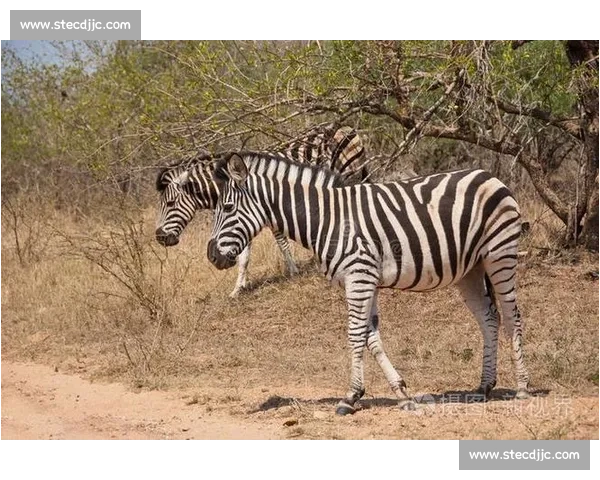 斑马与马的全面对比从外形基因行为到进化与人类关系探秘差异真相